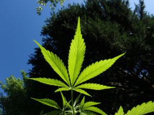 Marijuana Hemp Cannabis License Health Benefits