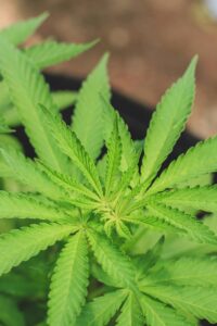 Cannabis & The Courtroom: Recent Shifts in Employment Law